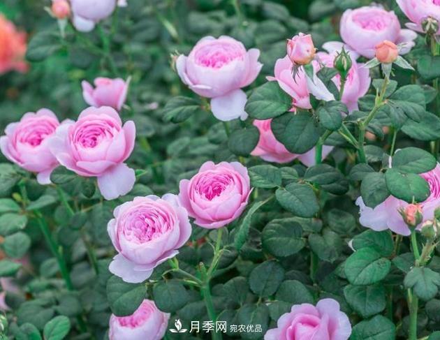 月季為什么老是死掉養不活？十大護身符趕緊拿走用(圖3)