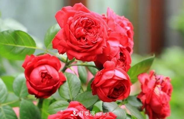 月季為什么老是死掉養不活？十大護身符趕緊拿走用(圖4)