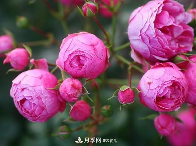 月季為什么老是死掉養不活？十大護身符趕緊拿走用(圖5)