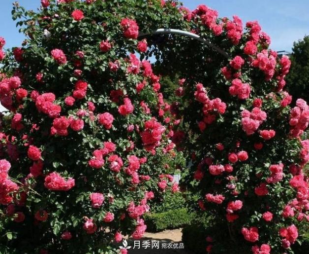 月季為什么老是死掉養不活？十大護身符趕緊拿走用(圖6)