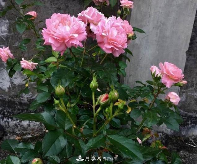 養月季有3個(gè)關(guān)鍵的重點(diǎn)，10天萌發(fā)出新花苞，一年四季都開(kāi)花(圖4)