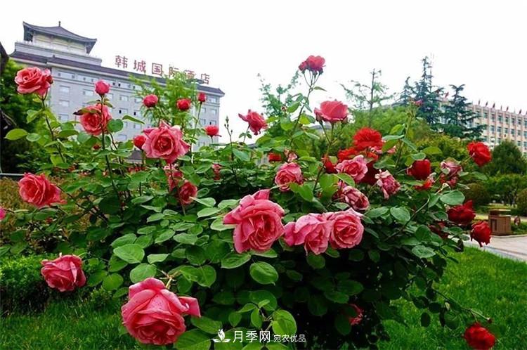 記錄陜西韓城第二屆月季文化產(chǎn)業(yè)發(fā)展大會(huì )(圖1)
