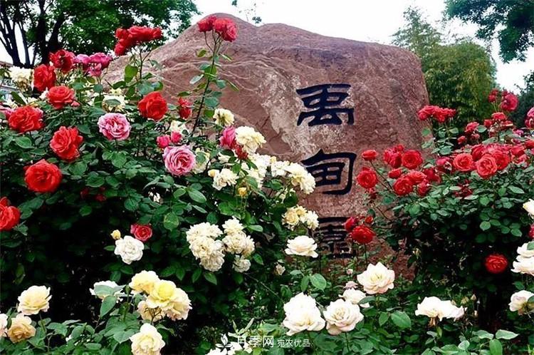 記錄陜西韓城第二屆月季文化產(chǎn)業(yè)發(fā)展大會(huì )(圖3)