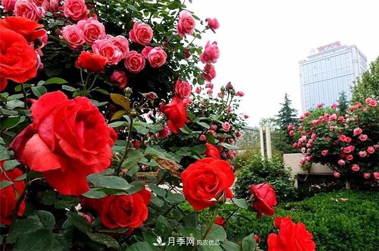 記錄陜西韓城第二屆月季文化產(chǎn)業(yè)發(fā)展大會(huì )(圖5)