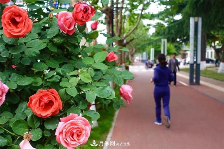 記錄陜西韓城第二屆月季文化產(chǎn)業(yè)發(fā)展大會(huì )(圖7)
