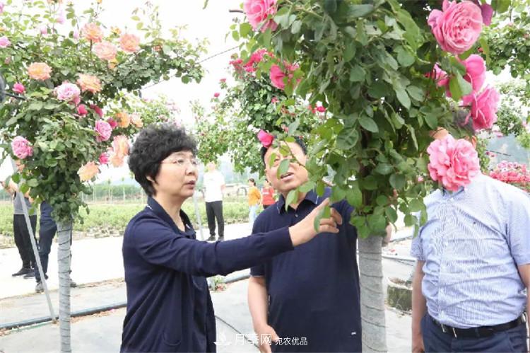 記錄陜西韓城第二屆月季文化產(chǎn)業(yè)發(fā)展大會(huì )(圖6)