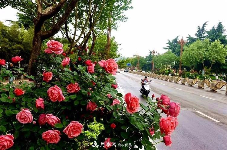 記錄陜西韓城第二屆月季文化產(chǎn)業(yè)發(fā)展大會(huì )(圖8)
