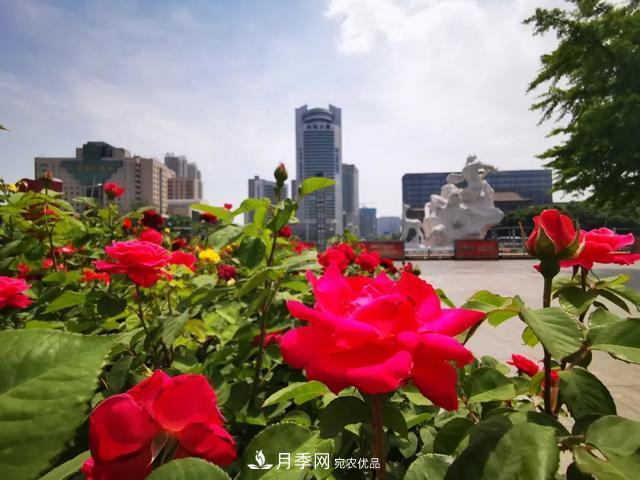 太原將種植月季、玫瑰等花卉百萬(wàn)株 打造玫瑰之城浪漫之都(圖1)