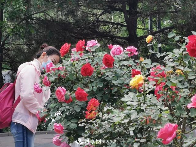 太原將種植月季、玫瑰等花卉百萬(wàn)株 打造玫瑰之城浪漫之都(圖2)