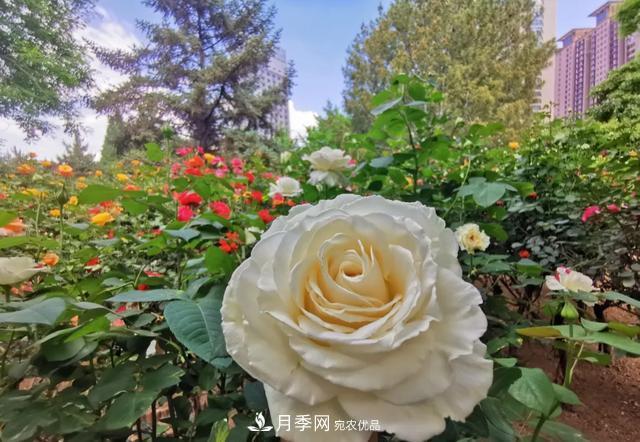 太原將種植月季、玫瑰等花卉百萬(wàn)株 打造玫瑰之城浪漫之都(圖3)