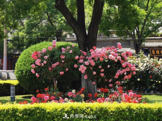 太原將種植月季、玫瑰等花卉百萬(wàn)株 打造玫瑰之城浪漫之都(圖4)