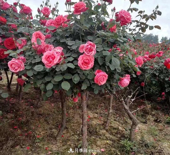 如何用紅龍月季培育原生月季樹(shù)？(圖2)