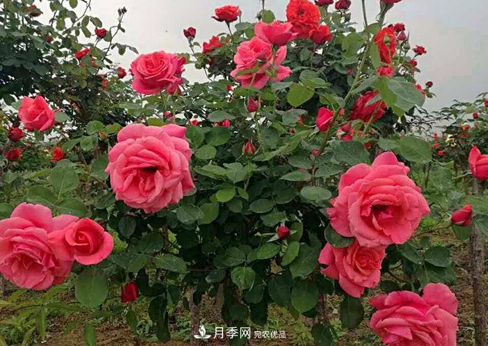 怎么養好月季樹(shù)？做好這幾點(diǎn)，開(kāi)花朵朵不倒伏值得擁有(圖2)