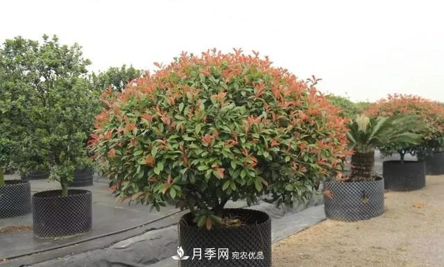 干貨：園林綠化種植技術(shù)17問(wèn)，你需要掌握苗木知識(圖2)