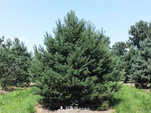 干貨：園林綠化種植技術(shù)17問(wèn)，你需要掌握苗木知識(圖5)