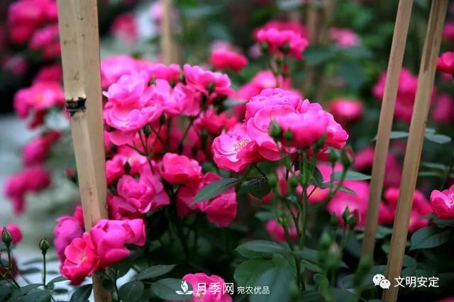 走進(jìn)甘肅省定西市魯家溝鎮月季園(圖7)
