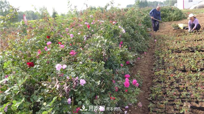 南陽(yáng)方城縣發(fā)展月季花木產(chǎn)業(yè)助力鄉村振興致富(圖1)