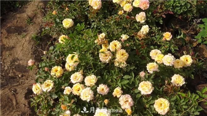 南陽(yáng)方城縣發(fā)展月季花木產(chǎn)業(yè)助力鄉村振興致富(圖2)