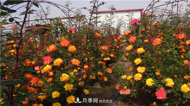 南陽(yáng)方城縣發(fā)展月季花木產(chǎn)業(yè)助力鄉村振興致富(圖3)