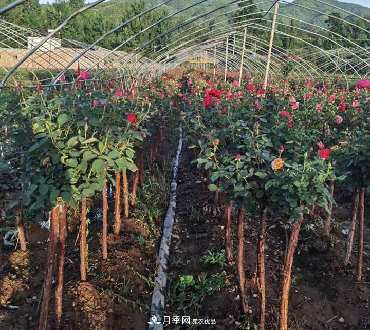 6公分的月季樹(shù)市場(chǎng)報價(jià)是多少錢(qián)，看月季樹(shù)基地怎么說(shuō)(圖6)