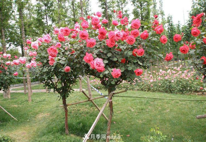 6公分的月季樹(shù)市場(chǎng)報價(jià)是多少錢(qián)，看月季樹(shù)基地怎么說(shuō)(圖2)