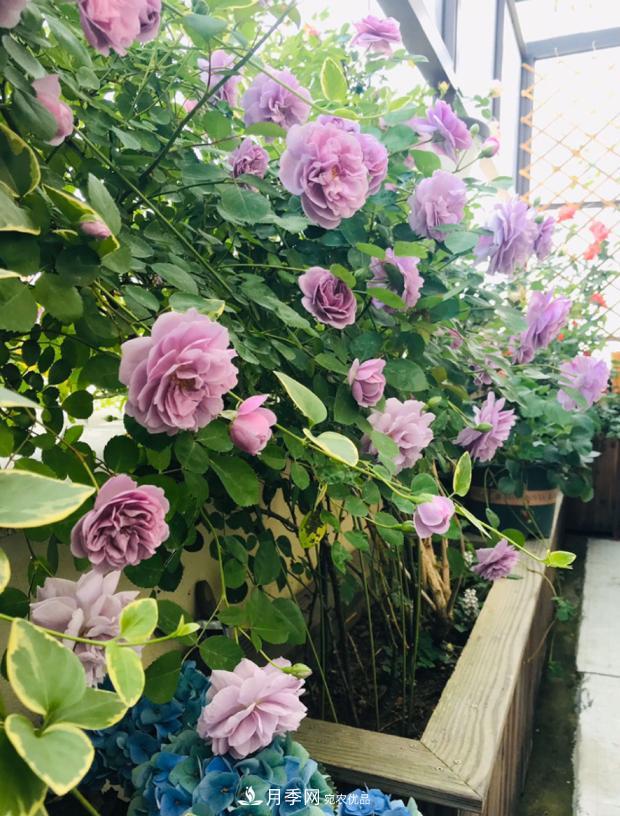 新手買(mǎi)月季花，避開(kāi)這個(gè)坑，不然會(huì )吃虧(圖1)