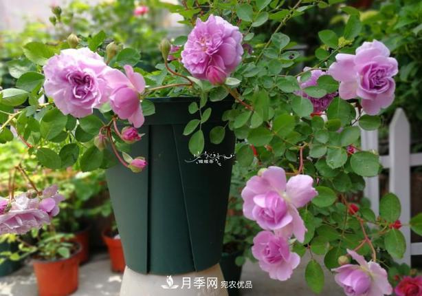 新手買(mǎi)月季花，避開(kāi)這個(gè)坑，不然會(huì )吃虧(圖3)