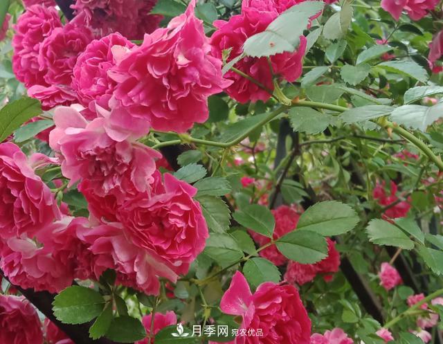 新手買(mǎi)月季花，避開(kāi)這個(gè)坑，不然會(huì )吃虧(圖2)