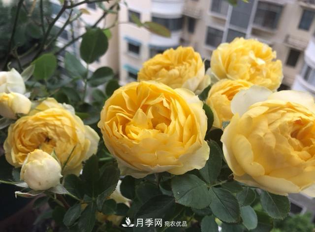 新手買(mǎi)月季花，避開(kāi)這個(gè)坑，不然會(huì )吃虧(圖4)