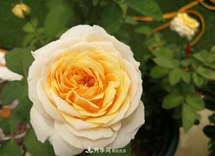 朱麗葉（Juliet）月季——值得養護的切花月季品種(圖1)