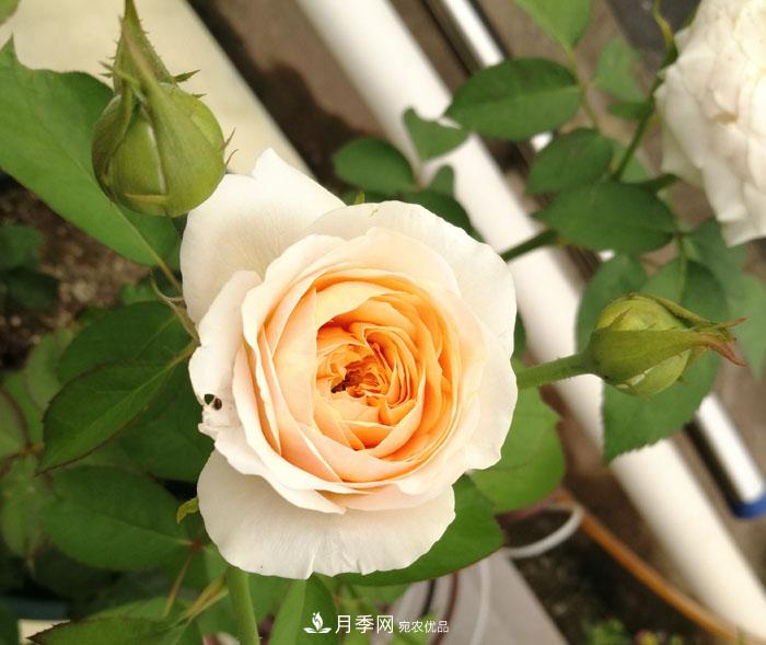 朱麗葉（Juliet）月季——值得養護的切花月季品種(圖2)