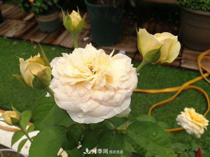 朱麗葉（Juliet）月季——值得養護的切花月季品種(圖3)