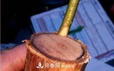 月季嫁接多久算成活？(圖2)