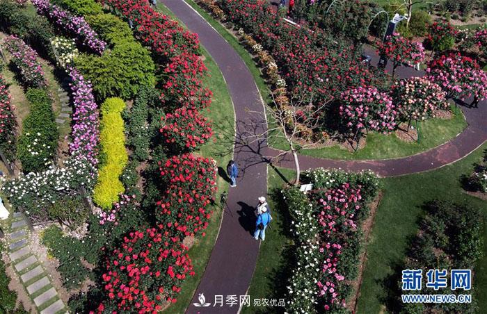 上海：月季花開(kāi) 絢爛花海(圖1)