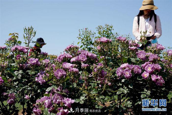 上海：月季花開(kāi) 絢爛花海(圖2)