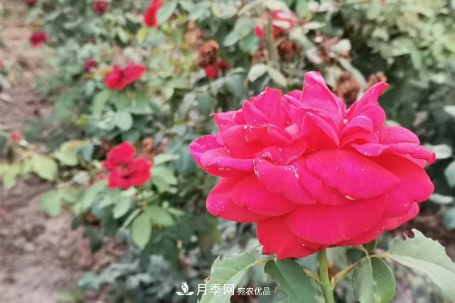 唐山惠豐湖這片月季花海太驚艷，太美了(圖2)
