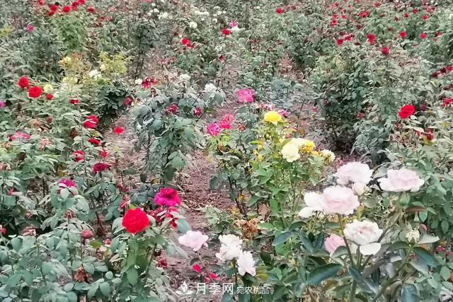唐山惠豐湖這片月季花海太驚艷，太美了(圖4)
