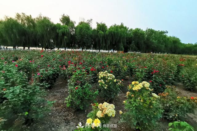 唐山惠豐湖這片月季花海太驚艷，太美了(圖5)