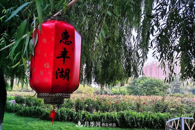 唐山惠豐湖這片月季花海太驚艷，太美了(圖7)