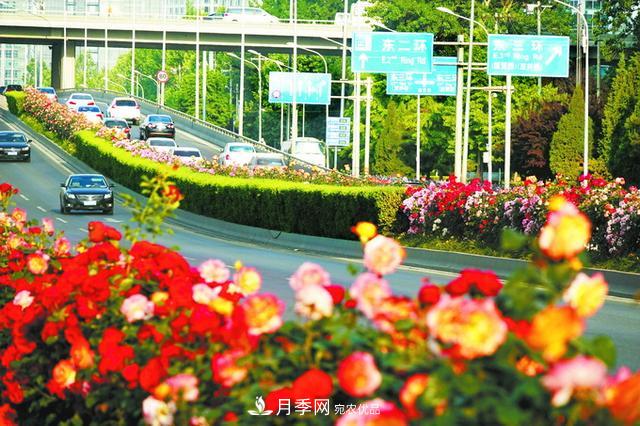 驚艷北京月季！250公里“月季項鏈”環(huán)繞京城(圖1)