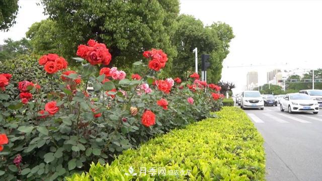 第十屆中國月季展覽會(huì )將于9月在安徽阜陽(yáng)舉辦(圖3)