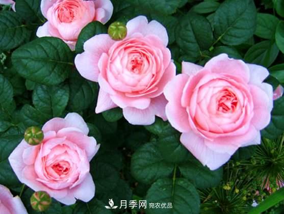 春季歐月月季育苗需要注意的什么？(圖1)