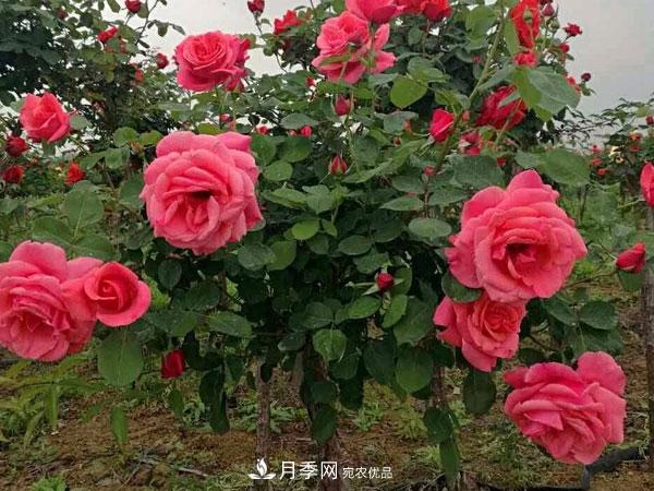 炎炎夏季，月季防暑的5個(gè)小妙招(圖1)