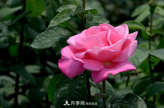 月季換盆知識干貨，快收藏(圖1)