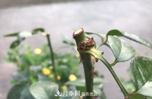 生長(cháng)更強壯，月季打頂怎么做？(圖1)