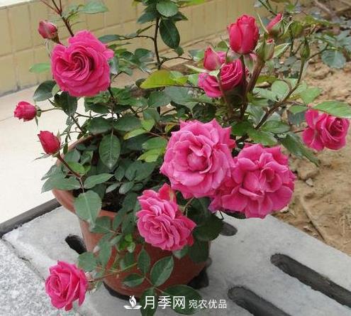 盆栽月季為什么越開(kāi)越??？防治辦法有5點(diǎn)(圖1)