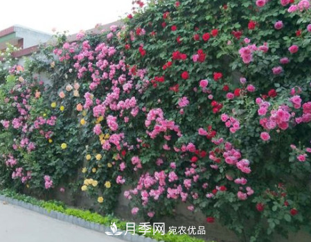 為什么藤本月季價(jià)格差別大？詳細給你講解分析(圖1)