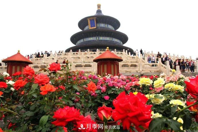 月季夫人蔣恩鈿，是她把月季花種到了人民大會(huì )堂(圖6)