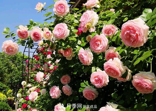 花中皇后，月季花有什么功效與作用？(圖1)