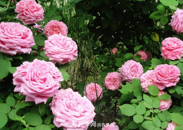 花中皇后，月季花有什么功效與作用？(圖3)